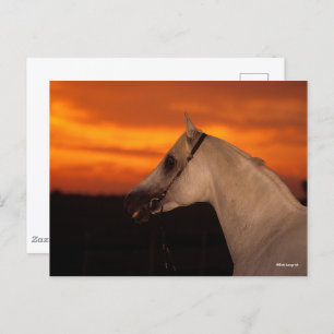 Carte Postale Bob Langrish Capture d'écran en arabe gris au co