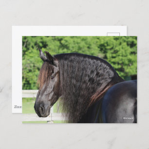 Carte Postale Bob Langrish   Capture d'écran Friesian Horse Stan