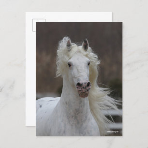 Carte Postale Bob Langrish Capture d'écran Grey Friesian Appal