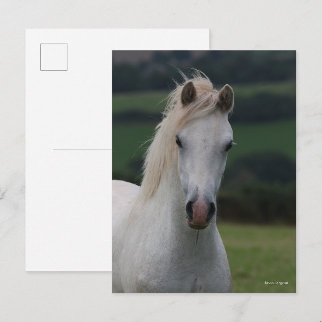 Carte Postale Bob Langrish | Capture d'écran Gris Welsh Pony (Devant / Derrière)