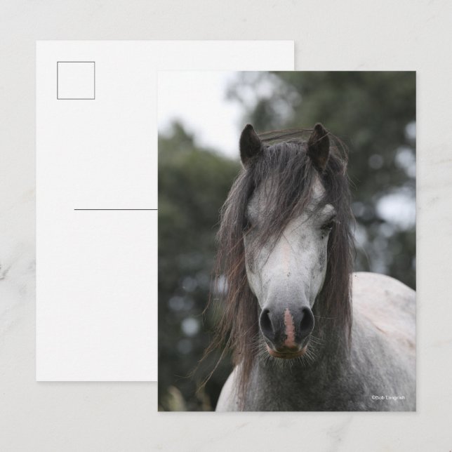 Carte Postale Bob Langrish | Capture d'écran Gris Welsh Pony (Devant / Derrière)