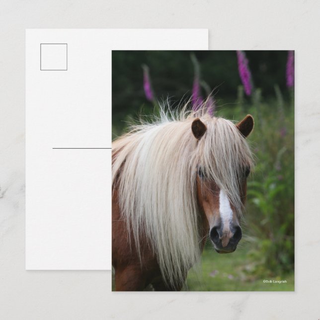 Carte Postale Bob Langrish | Capture d'écran Shetland Pony avec  (Devant / Derrière)