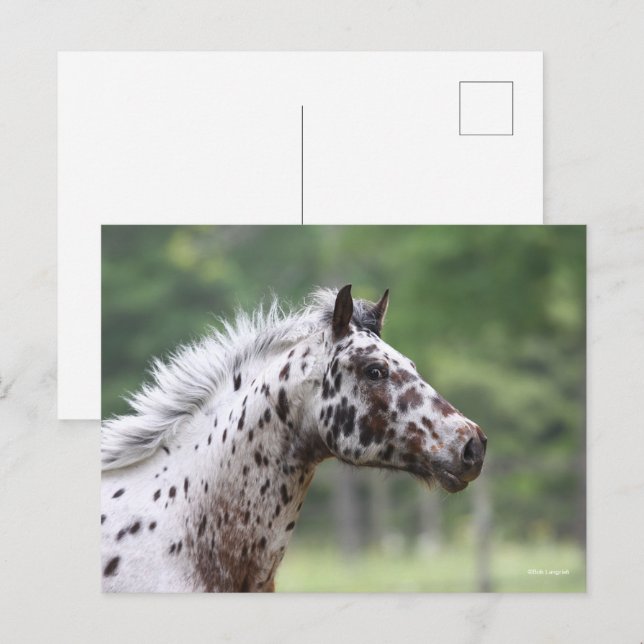 Carte Postale Bob Langrish | Capture d'écran Spotty Knapstrupper (Devant / Derrière)