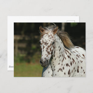 Carte Postale Bob Langrish Capture D'Écran Spotty Pony Of Amer
