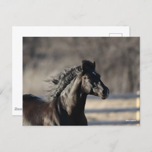 Carte Postale Bob Langrish   Casque andalou de Mane Flow