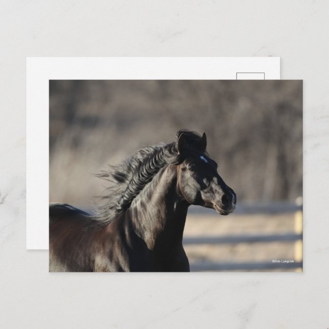 Carte Postale Bob Langrish | Casque andalou de Mane Flow (Devant / Derrière)