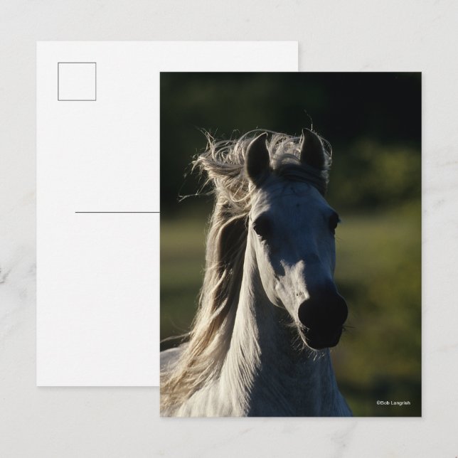 Carte Postale Bob Langrish | Casque Andalou gris rétroéclairé (Devant / Derrière)
