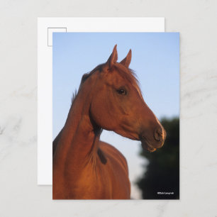 Carte Postale Bob Langrish Casque arabe châtaigner