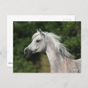 Carte Postale Bob Langrish   Casque arabe gris