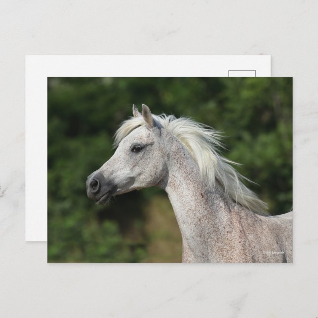 Carte Postale Bob Langrish | Casque arabe gris (Devant / Derrière)