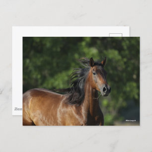 Carte Postale Bob Langrish Casque Cheval Dark Bay Quarter
