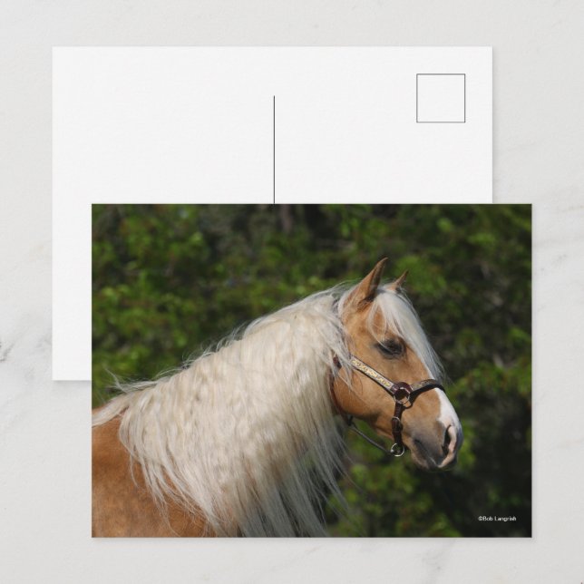 Carte Postale Bob Langrish | Casque de Cheval Palomino Quarter (Devant / Derrière)