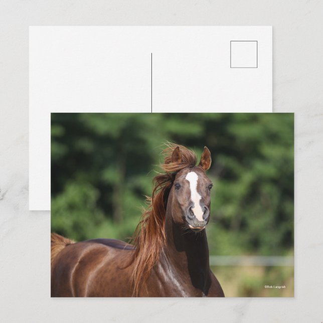 Carte Postale Bob Langrish | Casque d'étoile arabe châtaigne (Devant / Derrière)