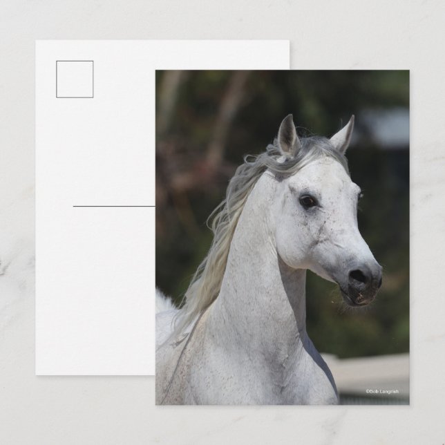 Carte Postale Bob Langrish | Casque d'étoile arabe grise (Devant / Derrière)