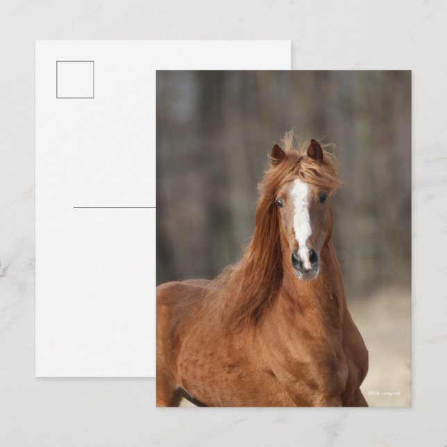 Carte Postale Bob Langrish | Casque Hackney de châtaignes (Devant / Derrière)