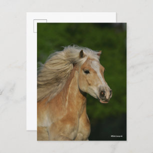 Carte Postale Bob Langrish   Casque Palomino Haflinger