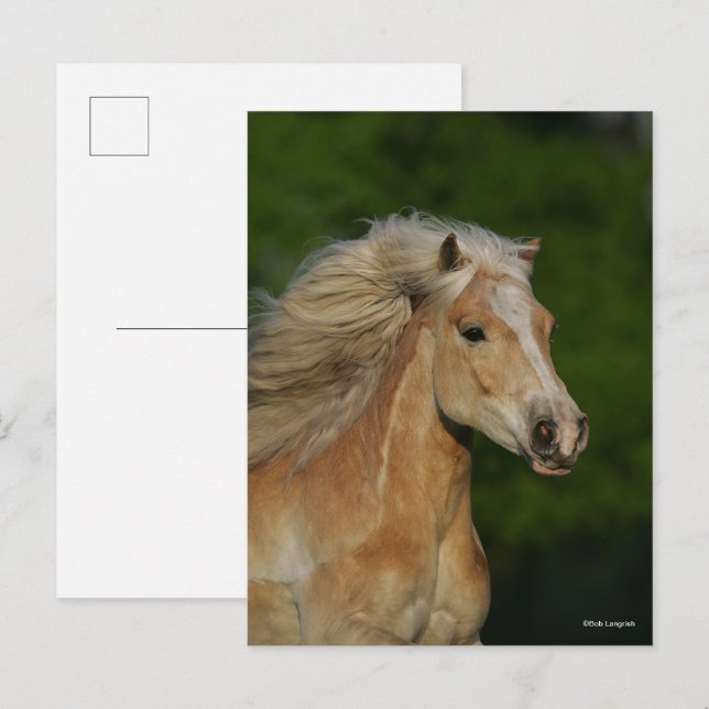 Carte Postale Bob Langrish | Casque Palomino Haflinger (Devant / Derrière)