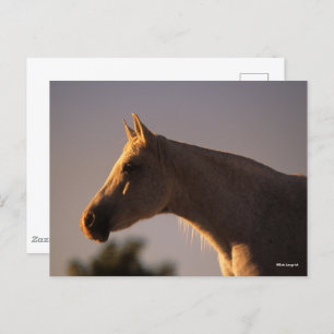 Carte Postale Bob Langrish Casque rétroéclairé en arabe gris