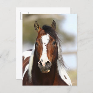 Carte Postale Bob Langrish Casque Stallion de peinture