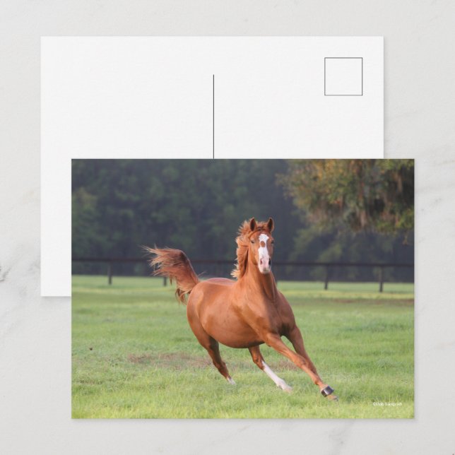 Carte Postale Bob Langrish | Châtaignes Oldenburg Running (Devant / Derrière)