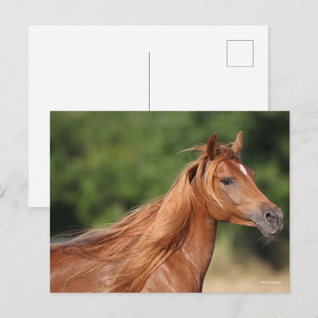 Carte Postale Bob Langrish | Chestnut Arab Headshot Mane Flowing (Devant / Derrière)