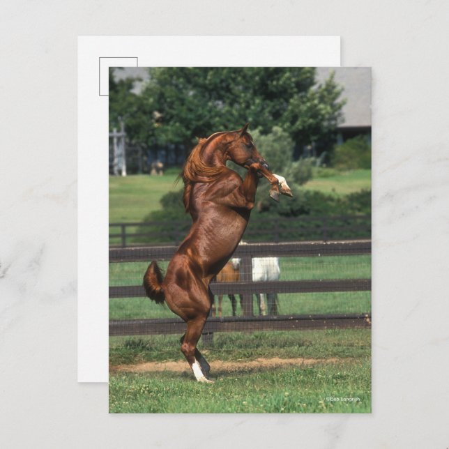 Carte Postale Bob Langrish | Chestnut Arab Stallion Rearing (Devant / Derrière)