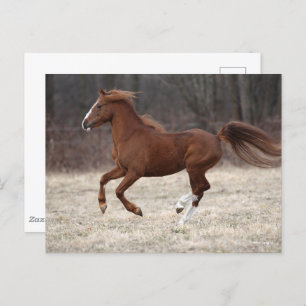 Carte Postale Bob Langrish   Chestnut Hackney Pony Running