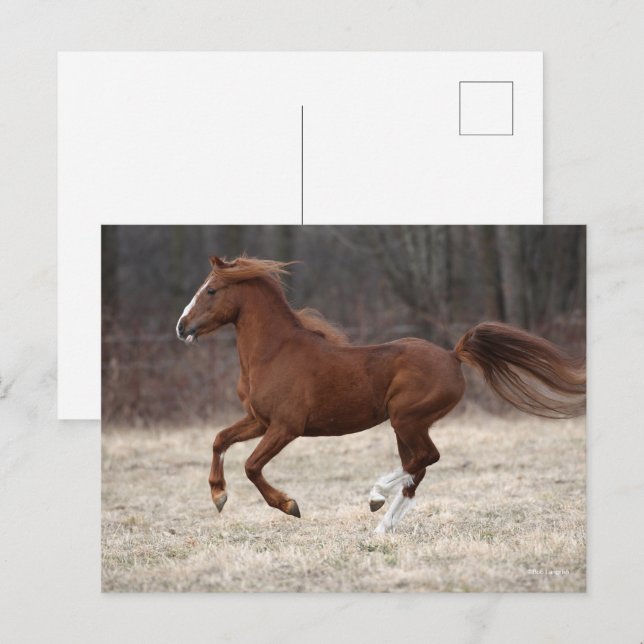Carte Postale Bob Langrish | Chestnut Hackney Pony Running (Devant / Derrière)