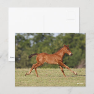 Carte Postale Bob Langrish   Chestnut Quarter Cheval Foal Runer