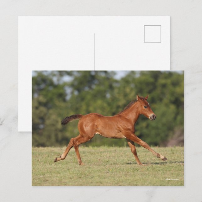 Carte Postale Bob Langrish | Chestnut Quarter Cheval Foal Runer (Devant / Derrière)