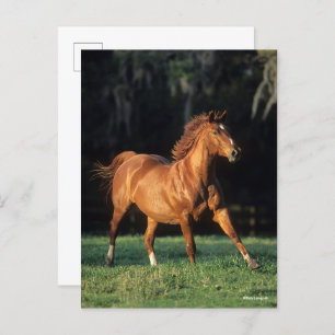 Carte Postale Bob Langrish Chestnut Warmblood Mare Running