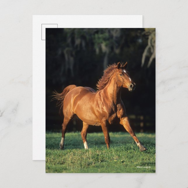 Carte Postale Bob Langrish | Chestnut Warmblood Mare Running (Devant / Derrière)