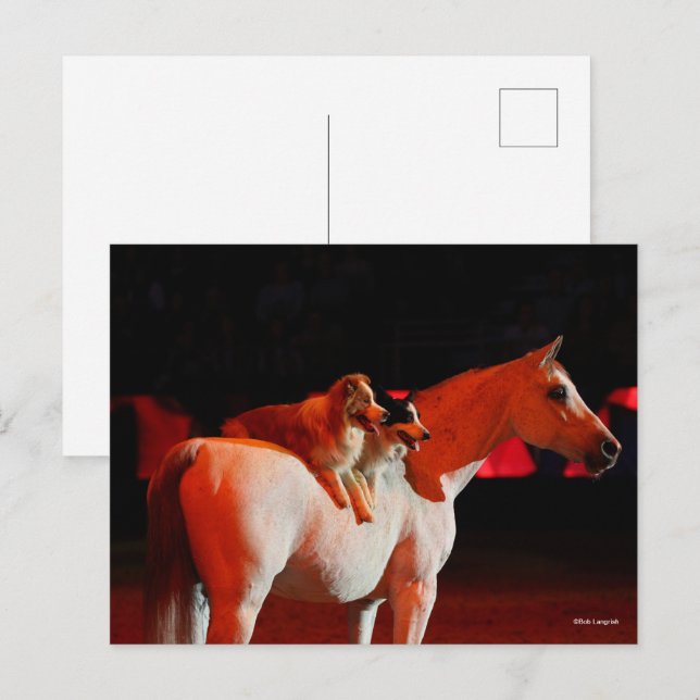 Carte Postale Bob Langrish | Cheval arabe debout avec des chiens (Devant / Derrière)