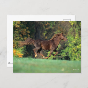 Carte Postale Bob Langrish   Cheval de montagne Brown à la cours