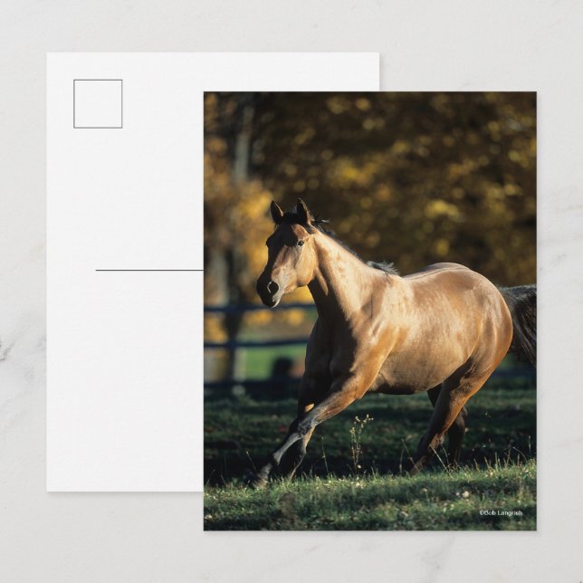 Carte Postale Bob Langrish | Cheval Dun Quarter Courir (Devant / Derrière)