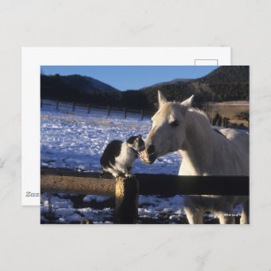 Carte Postale Bob Langrish   Cheval et chat dans la neige