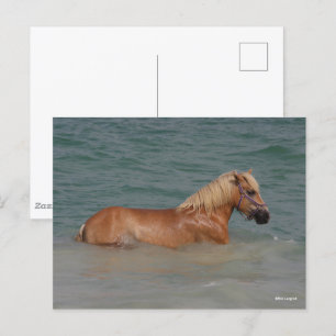 Carte Postale Bob Langrish   Cheval Haflinger Nageant Dans La Me