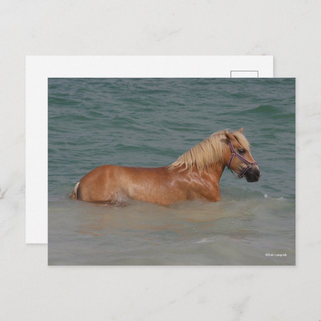 Carte Postale Bob Langrish | Cheval Haflinger Nageant Dans La Me (Devant / Derrière)