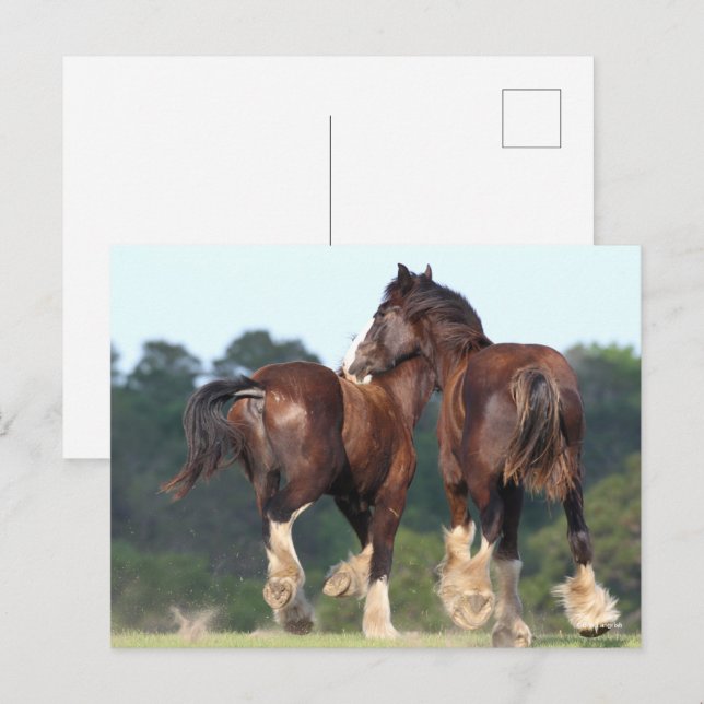Carte Postale Bob Langrish | Chevaux de la voie ferrée (Devant / Derrière)