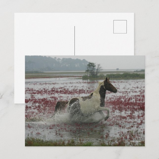 Carte Postale Bob Langrish | Chincoteague Cheval Courir Dans L'E (Devant / Derrière)