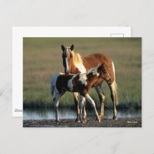 Carte Postale Bob Langrish   Chincoteague Mare et Foie debout