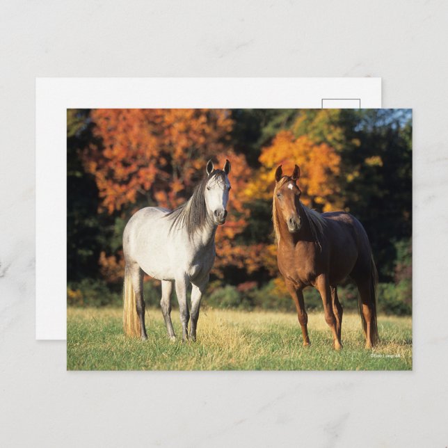 Carte Postale Bob Langrish Deux Arabes se rassemblent sur le ter (Devant / Derrière)