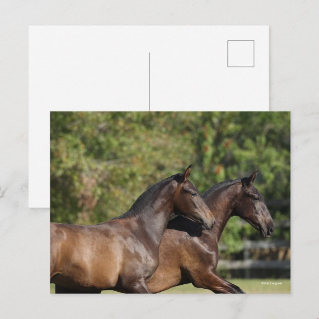 Carte Postale Bob Langrish | Deux Chevaux andalous Brown en cour (Devant / Derrière)