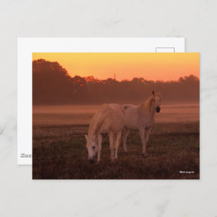 Carte Postale Bob Langrish Deux Chevaux arabes gris debout