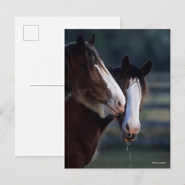Carte Postale Bob Langrish | Deux chevaux Clydesdale (Devant / Derrière)