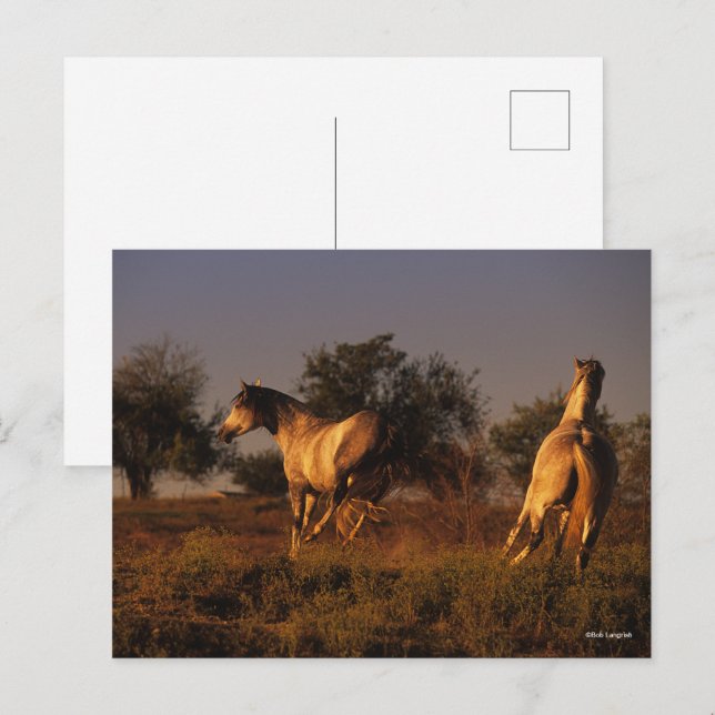 Carte Postale Bob Langrish | Deux Chevaux Couchant Au Coucher Du (Devant / Derrière)