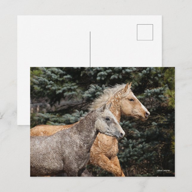 Carte Postale Bob Langrish | Deux Chevaux De Courbe Bashkir Capt (Devant / Derrière)