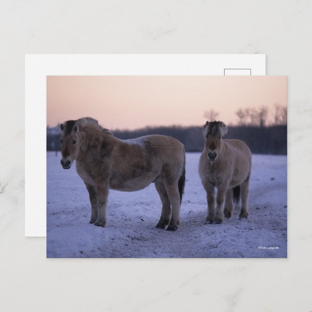 Carte Postale Bob Langrish | Deux Chevaux De Fjord Se Tenant En  (Devant / Derrière)