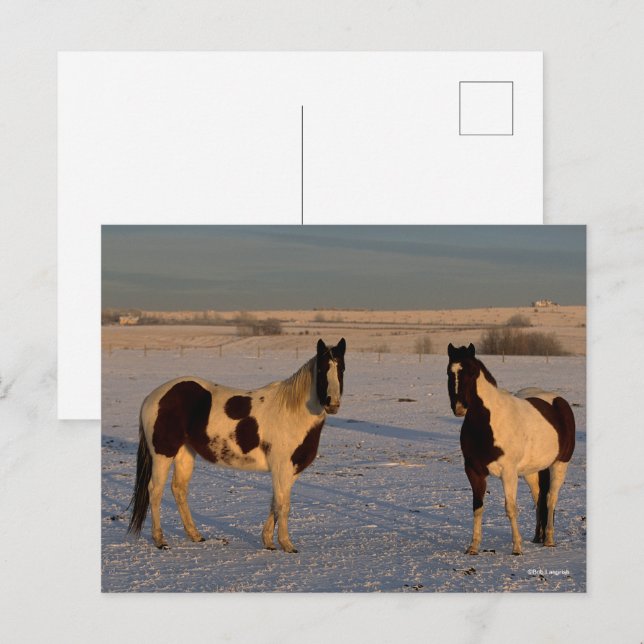 Carte Postale Bob Langrish | Deux Chevaux De Peinture Dans La Ne (Devant / Derrière)