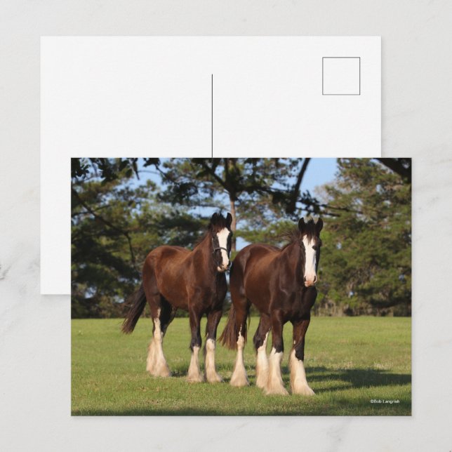 Carte Postale Bob Langrish | Deux Jeunes Chevaux De Chaleur Se T (Devant / Derrière)